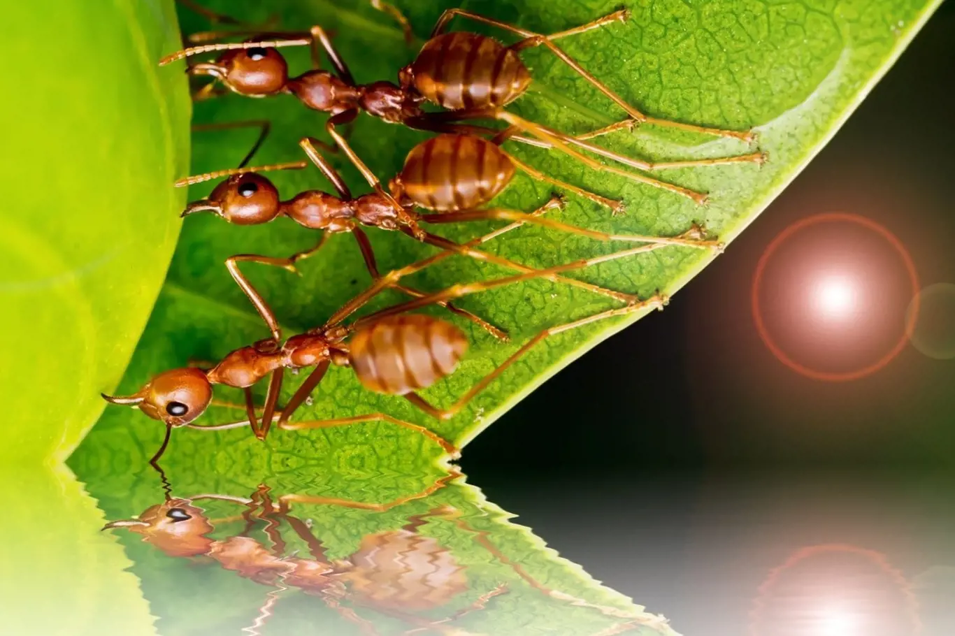 Mravenci občas napadají naše domácnosti i zahradu