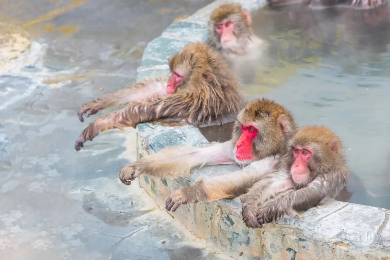 Zážitky - Skvělá fotka! Sněžné opice si dávají horkou lázeň