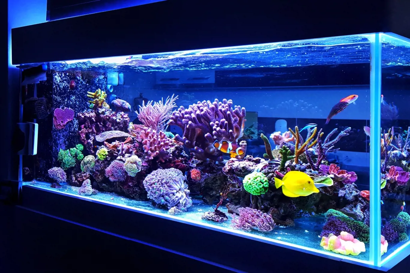 Mořské akvárium
