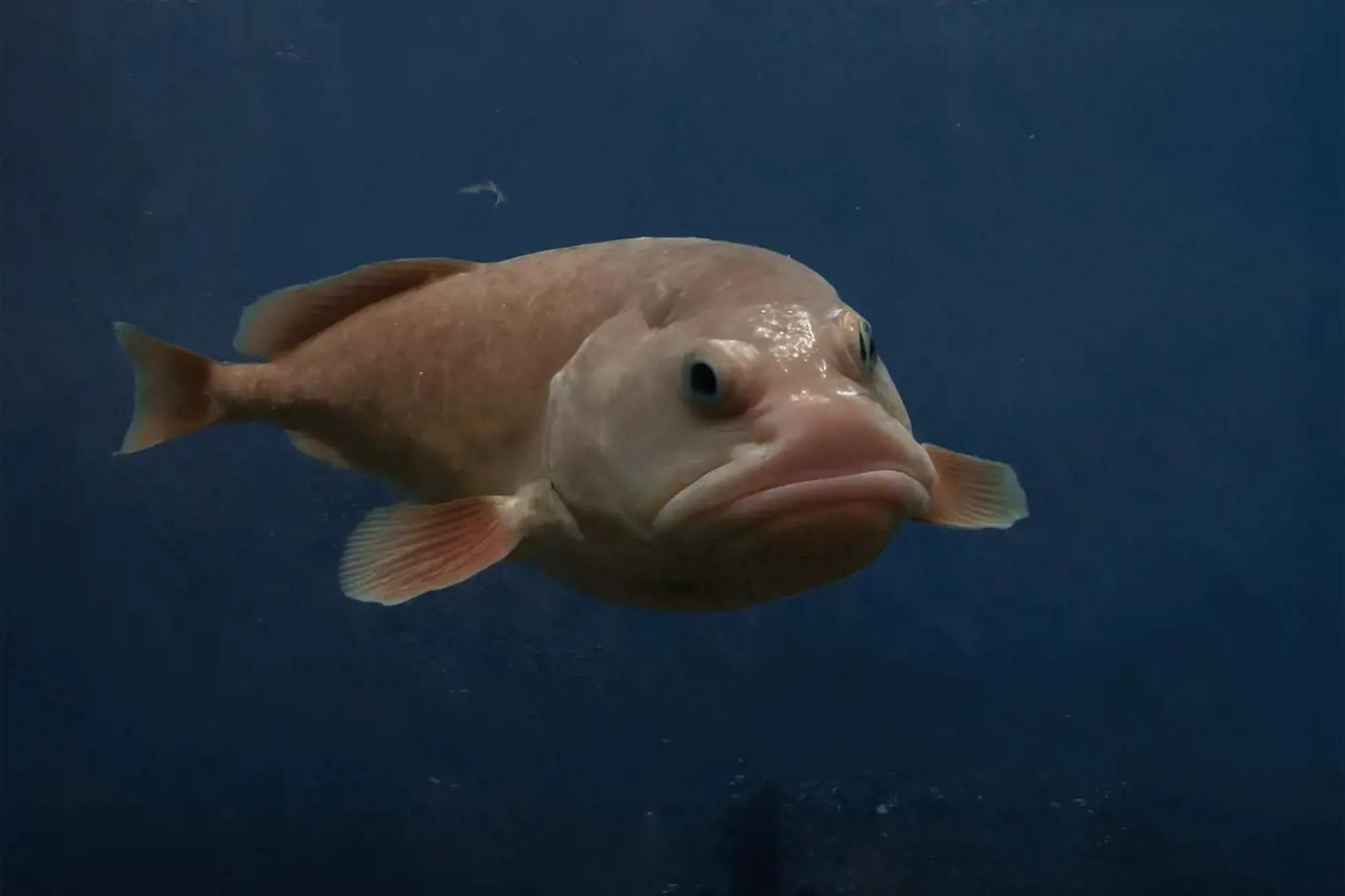 Ryba blobfish