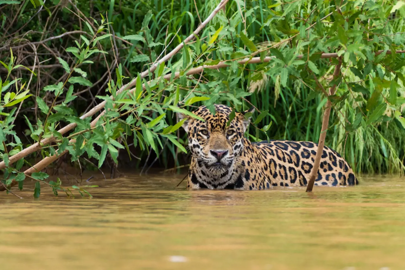 Zážitky - Takhle vypadá tropický ráj Brazílíe Pantanal