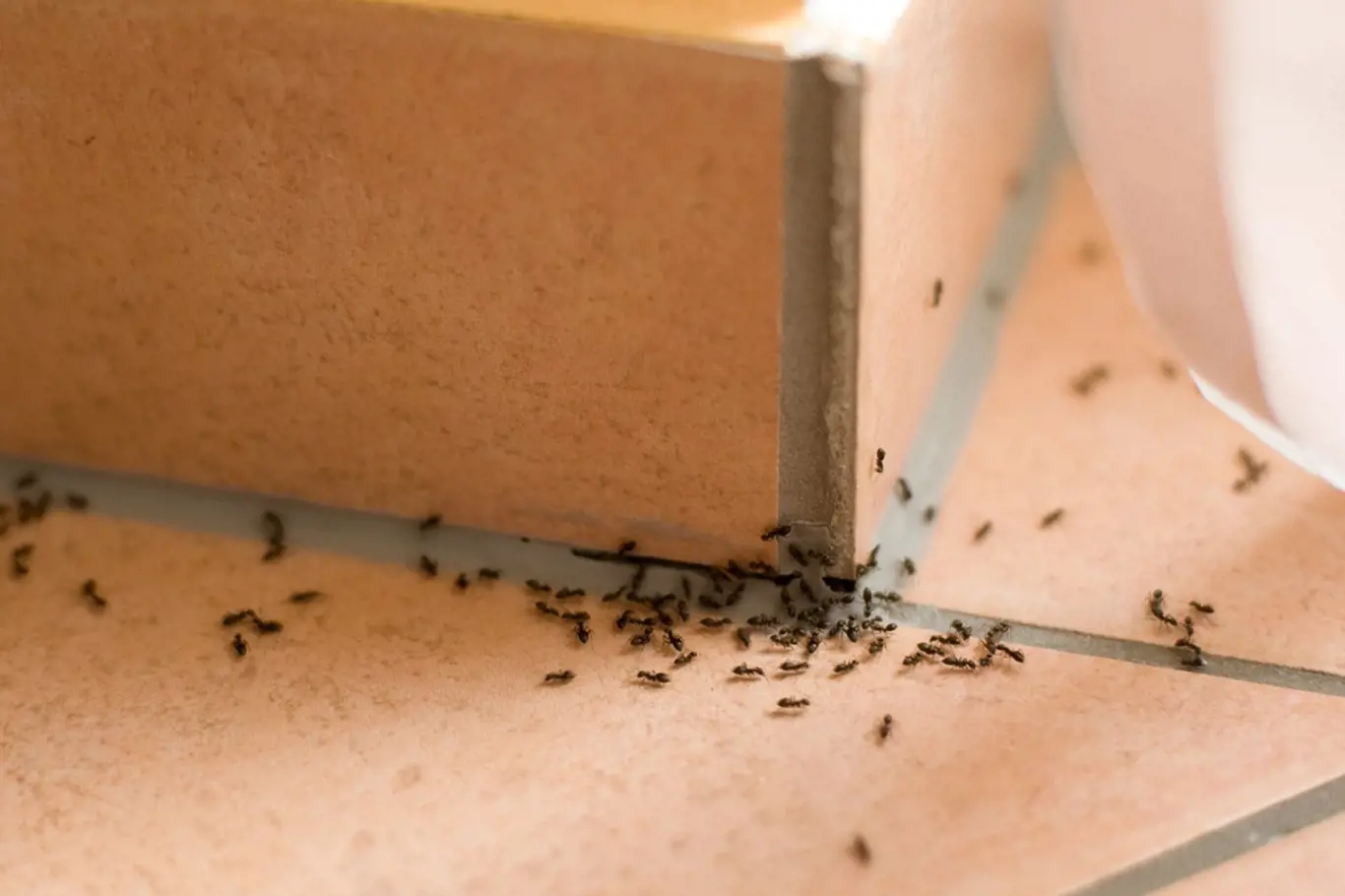 Mravenci žijí vždy ve velkých společenstvích.