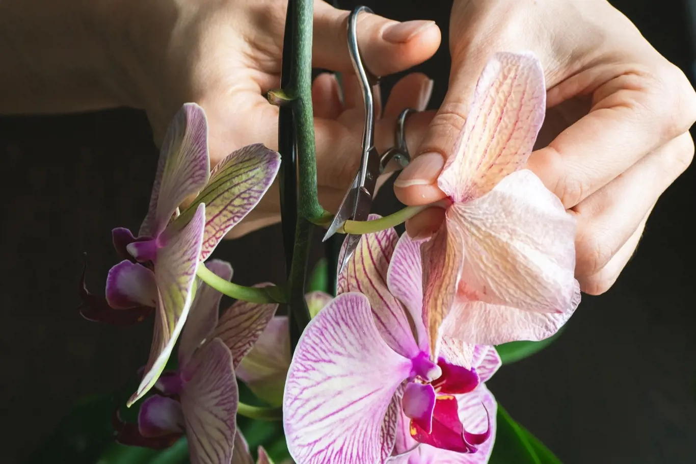 Orchidej střih