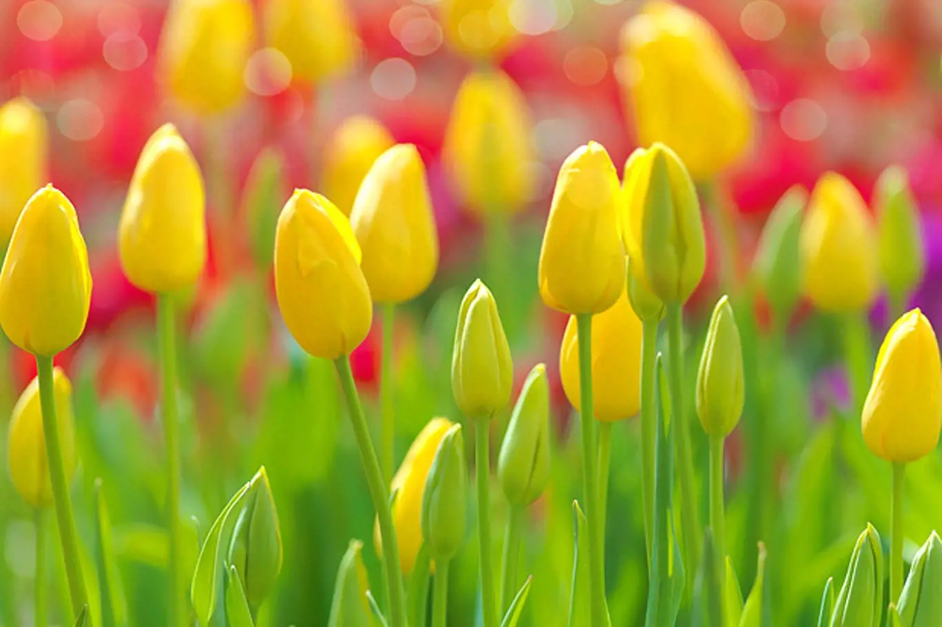 Půvab tulipánů vyniká na záhonu i ve váze 