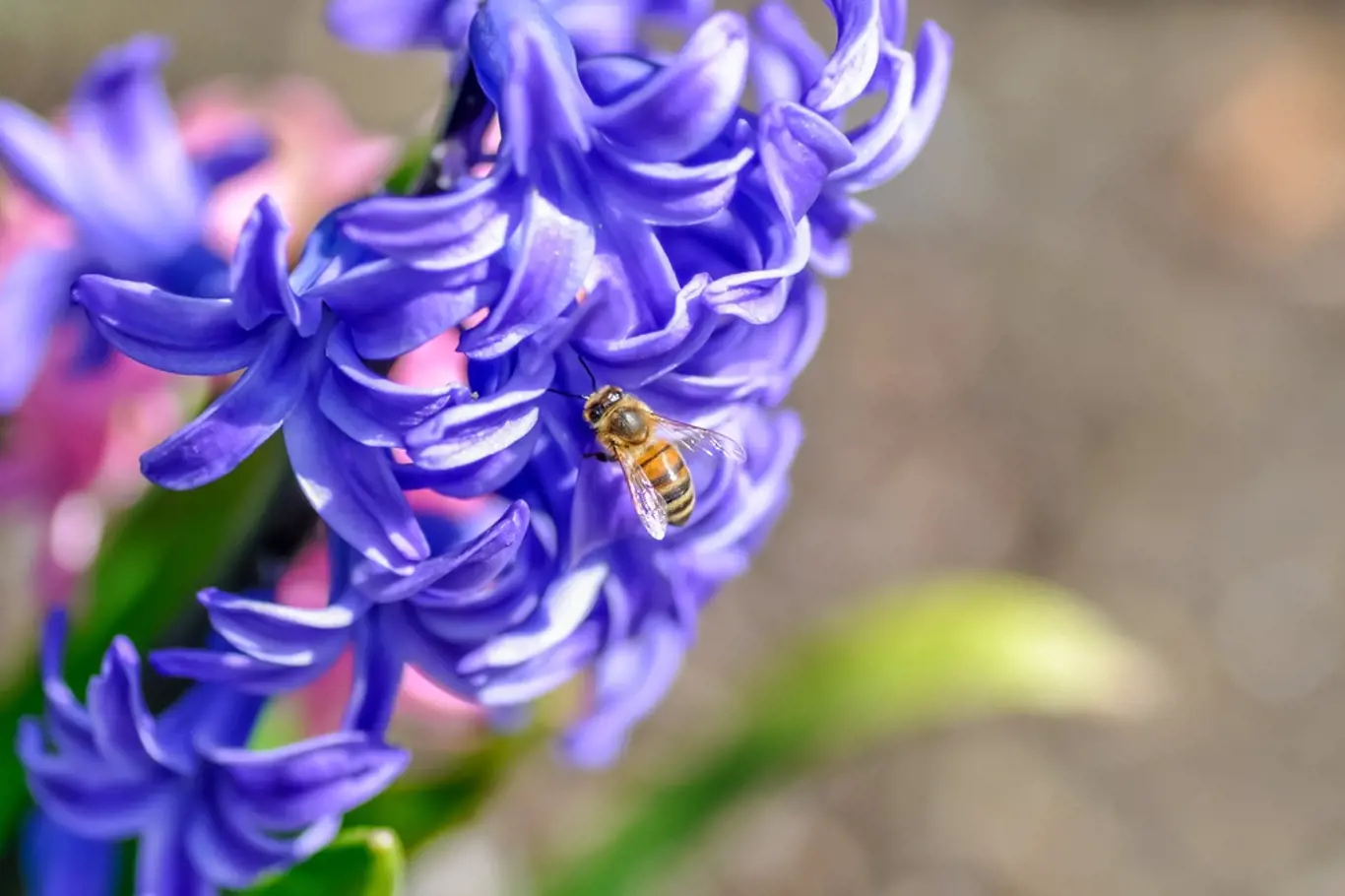 Krásné a voňavé hyacinty jsou chloubou zahrady
