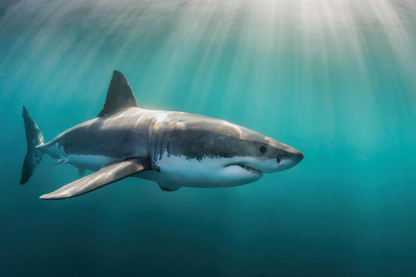 Fishermen caught a shark.  Out of the blue an enormous monster appeared and devoured their prey.  Watch the video