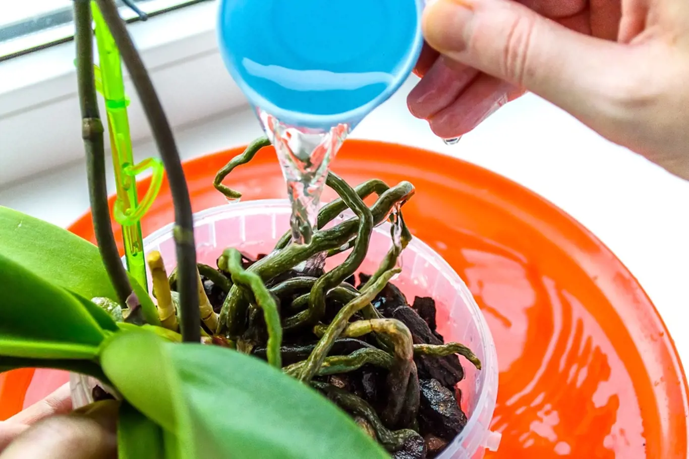 Vyrobte roztok z kvasnic z cukru a namočte do něj kořeny orchidejí