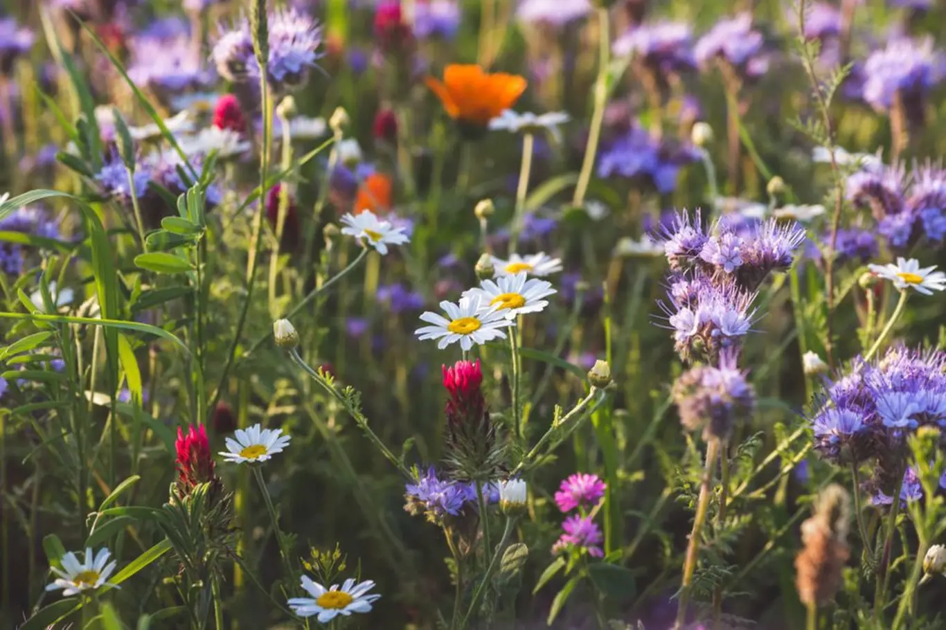Květinová louka spotřebuje méně vody než sečený trávník. Navíc sytí včely a může obsahovat i jedlé a léčivé trvalky i letničky