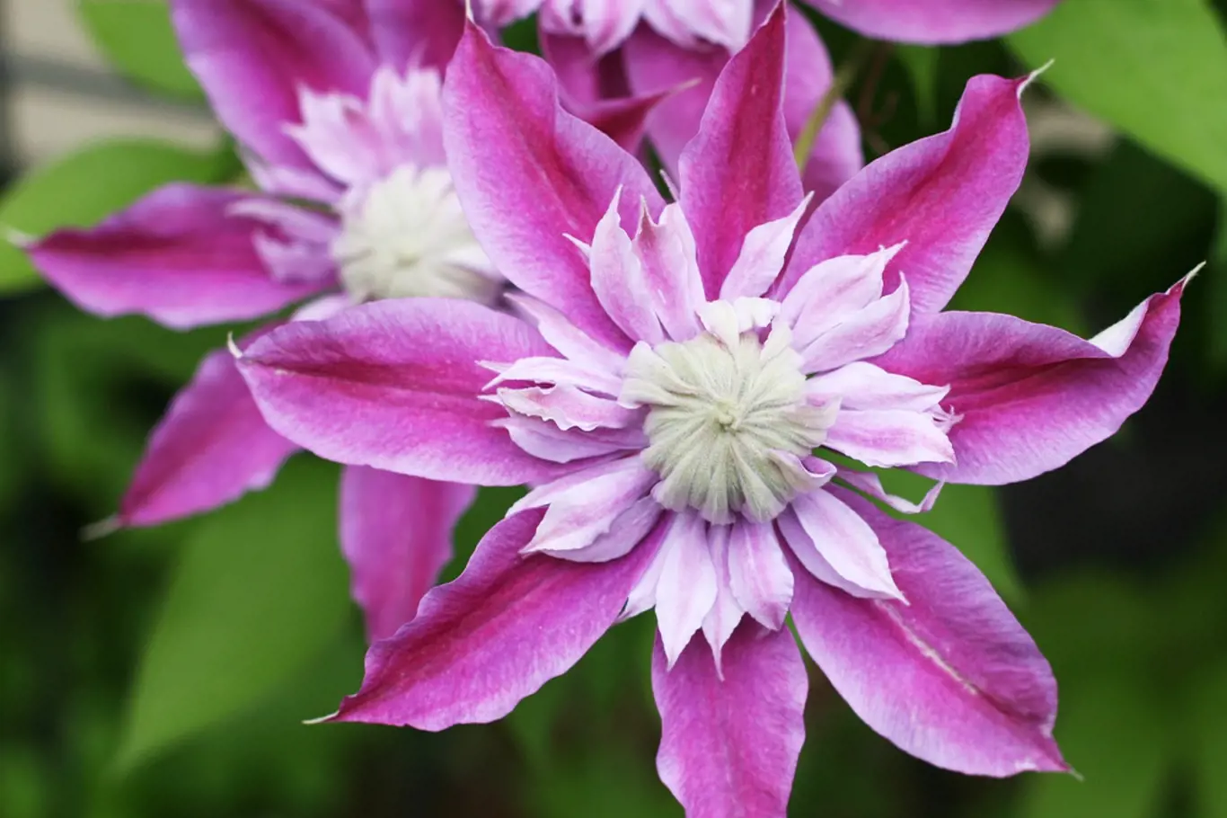 Plamének (Clematis), fialový květ.