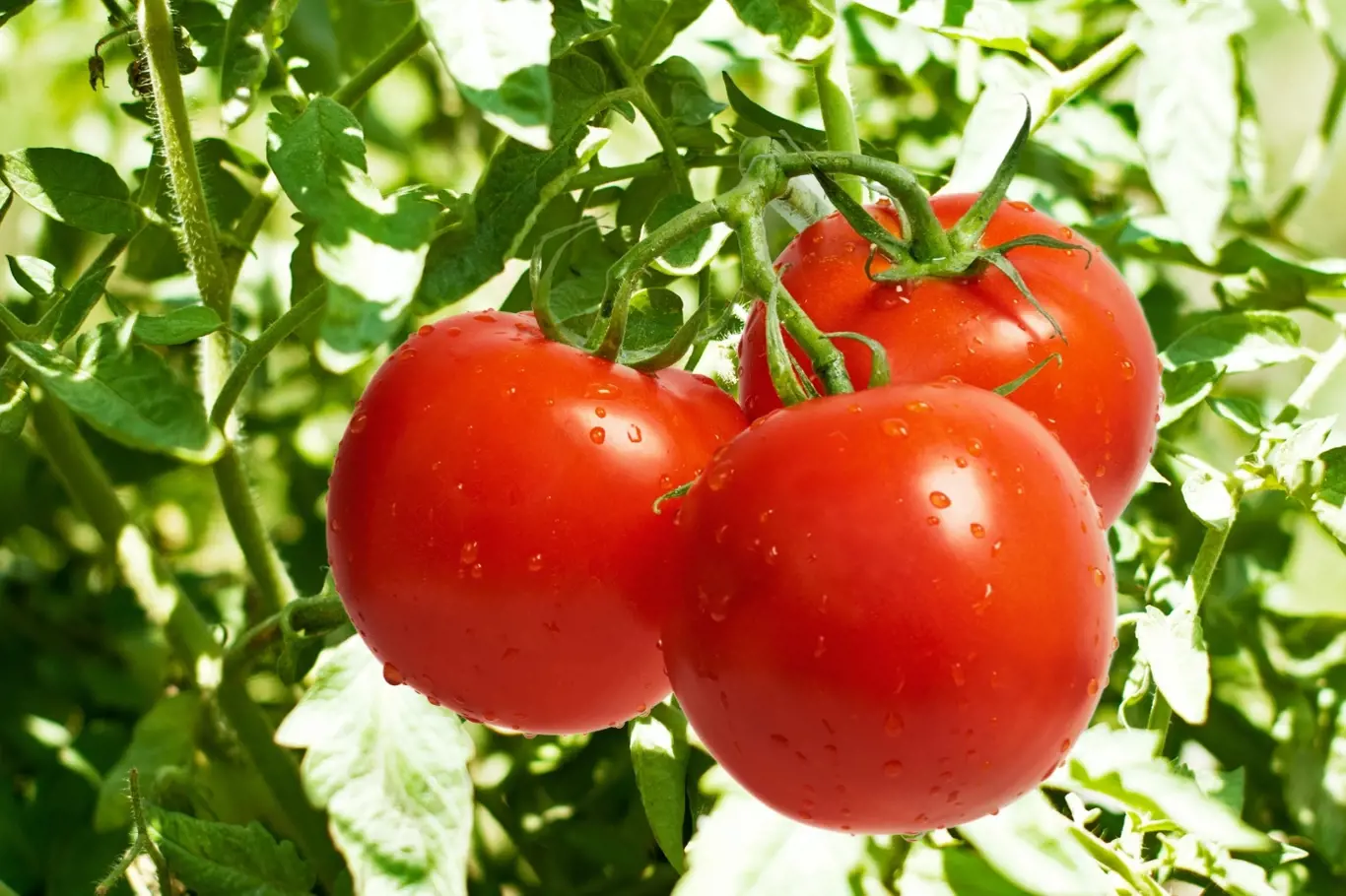 Dopřejte rajčatům energetickou bombu v podobě dokonalého přírodního hnojiva.