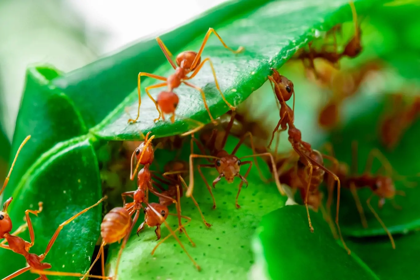 Mravenci mají na zahradě své místo, ale bohužel dokážou i značně uškodit.