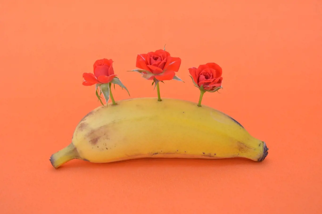 banán růže ilustrační foto