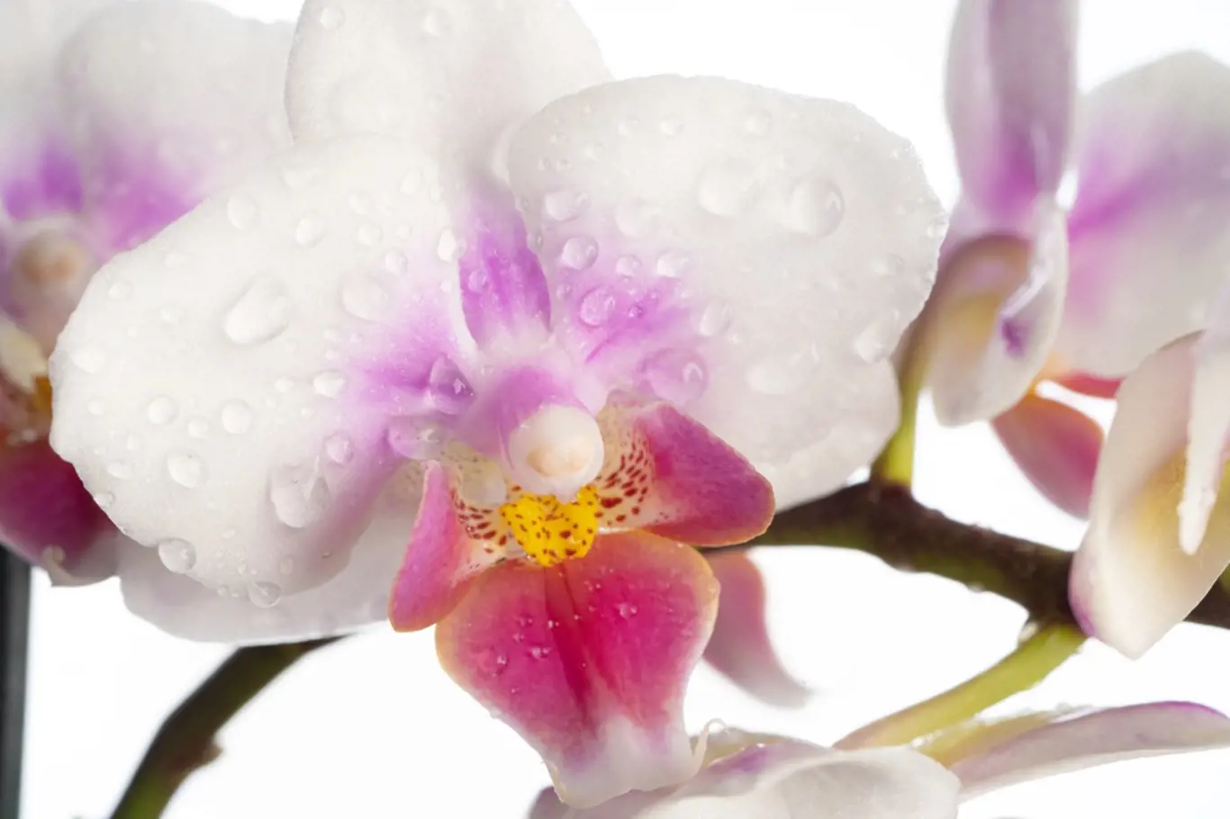 Orchidejte je vhodné rosit.