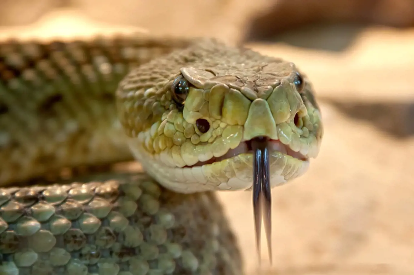 Titanoboa cerrejonensis byl největší had, jaký kdy na Zemi žil