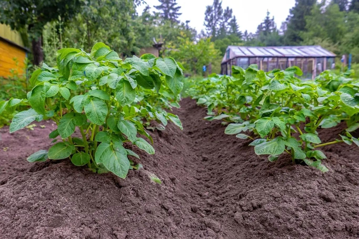 brambory, zahrada, růst