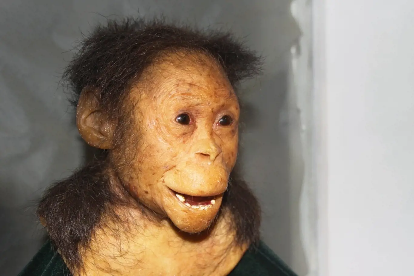 Selam druhu Australopithecus