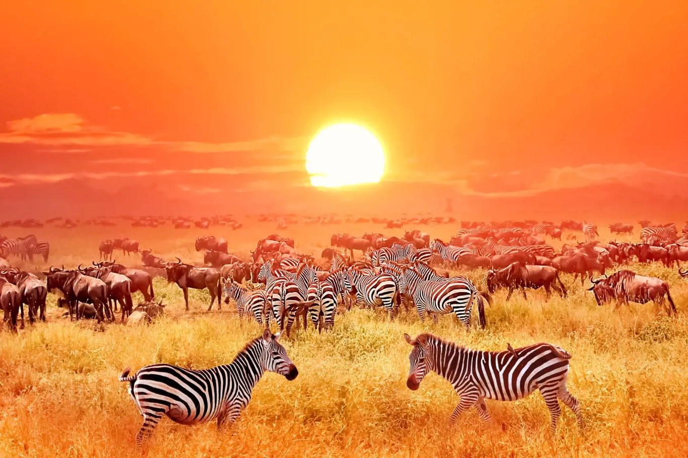 Naše Země bez lidí by vypadala jako Serengeti.