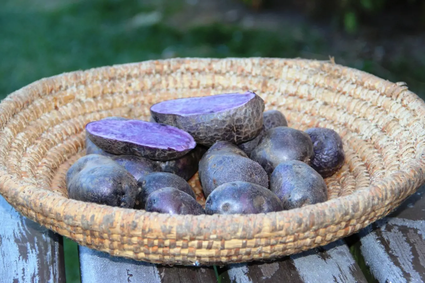 Jan Vedral na svých polích v Libštátu pěstuje jedinečné skvosty modré brambory.