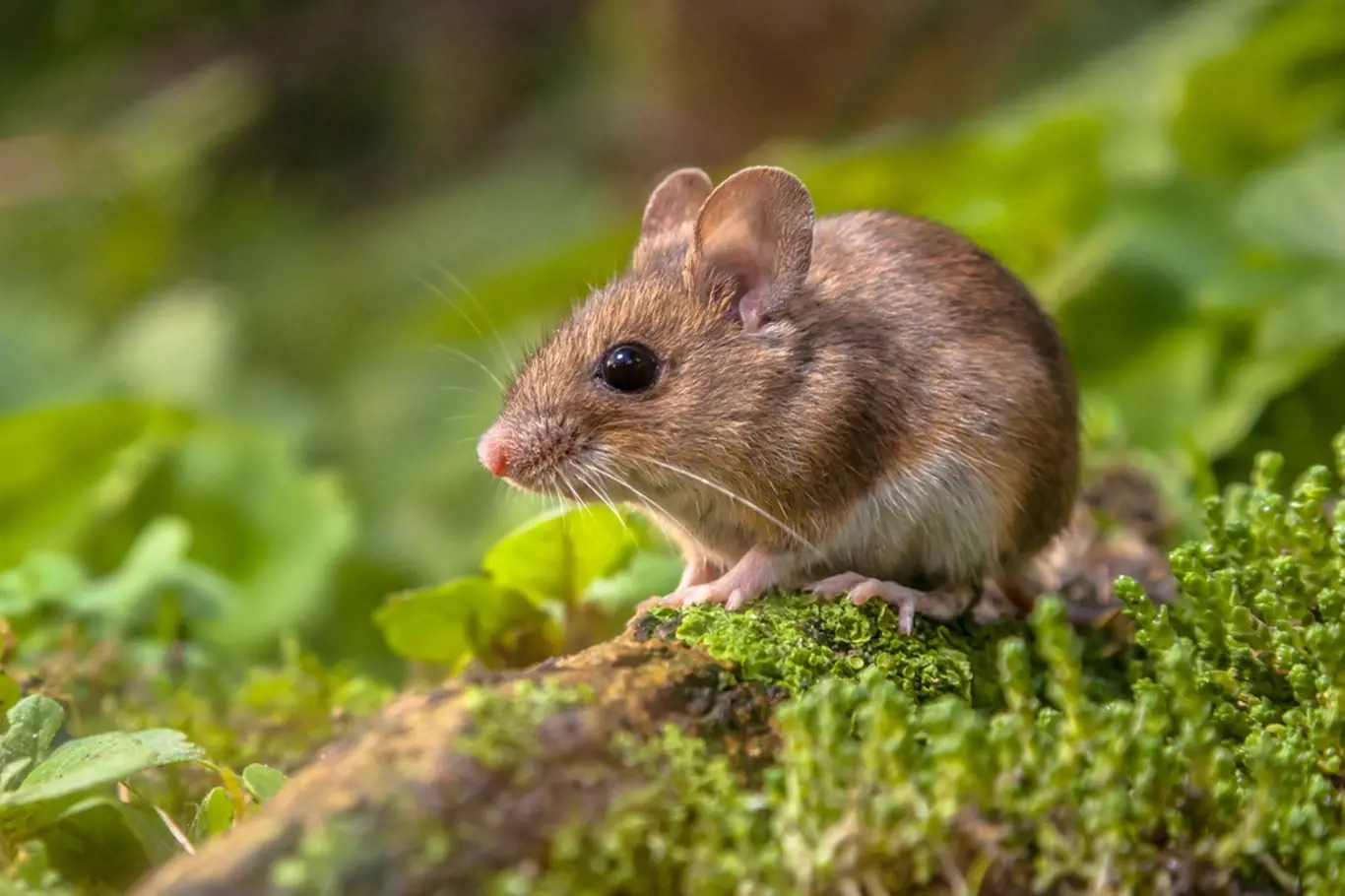 Přirozenou potravou koček v přírodě jsou myši.
