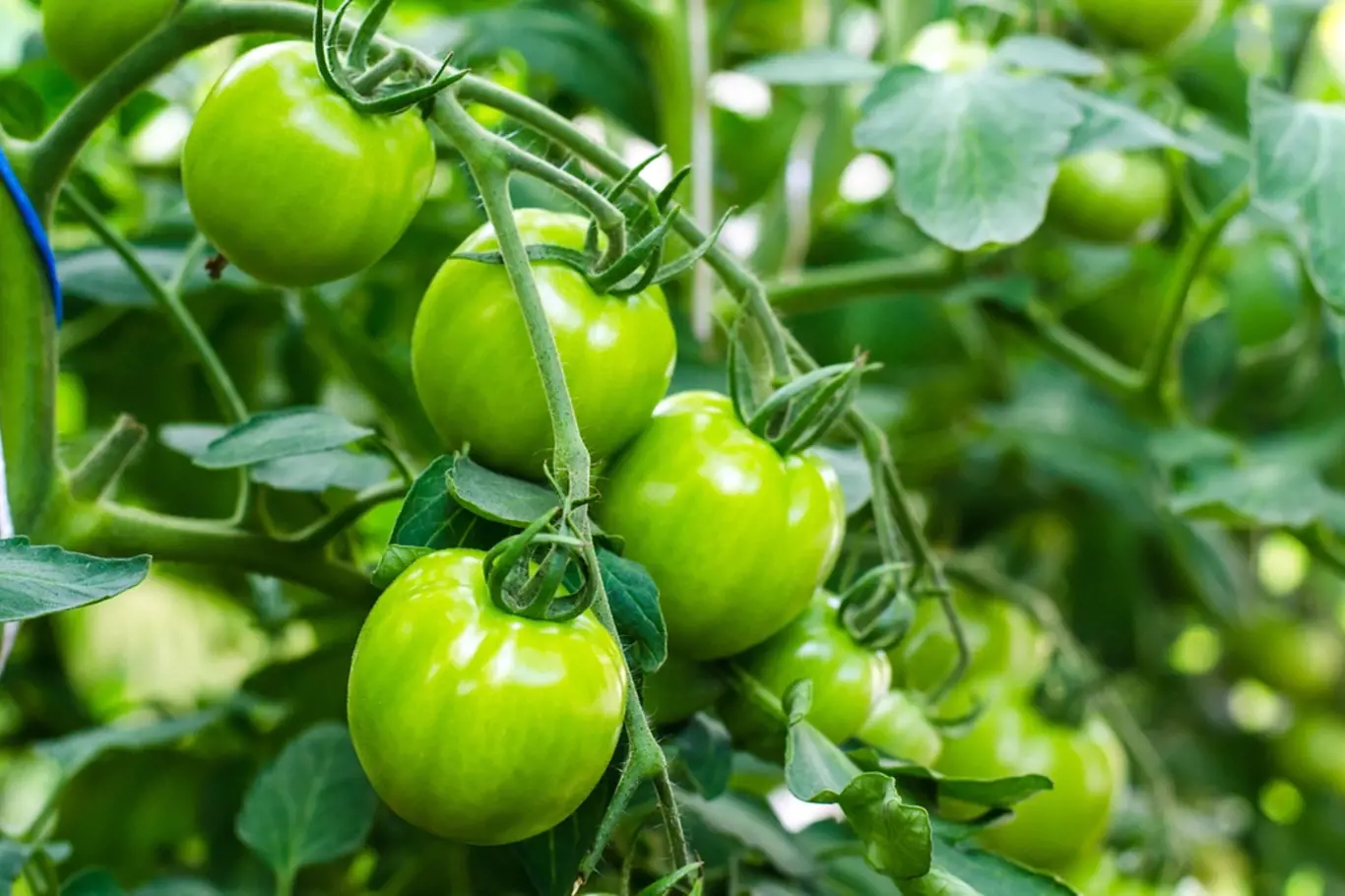 Lze konzumovat nezralá rajčata? Jsou opravdu jedovatá?