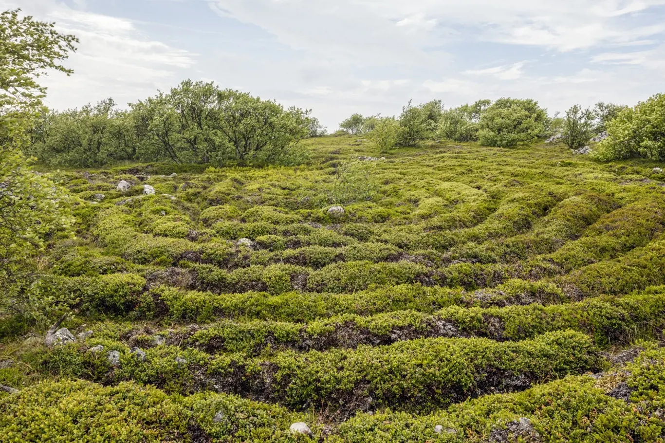 Část jednoho z větších kamenných labyrintů na Velkém Žateckém ostrově