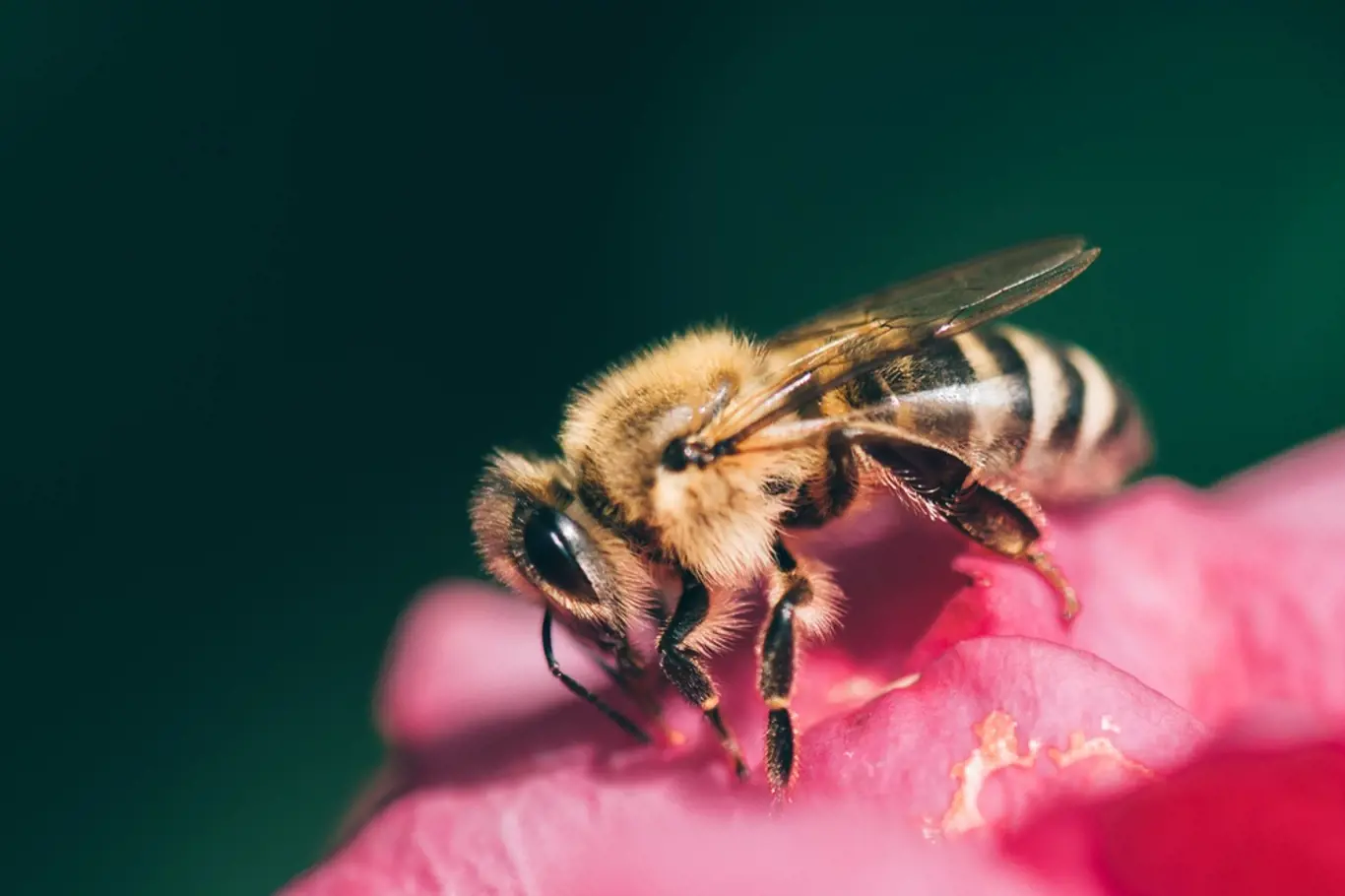 Včely zná každý. Který jiný hmyz je opravdu užitečný?