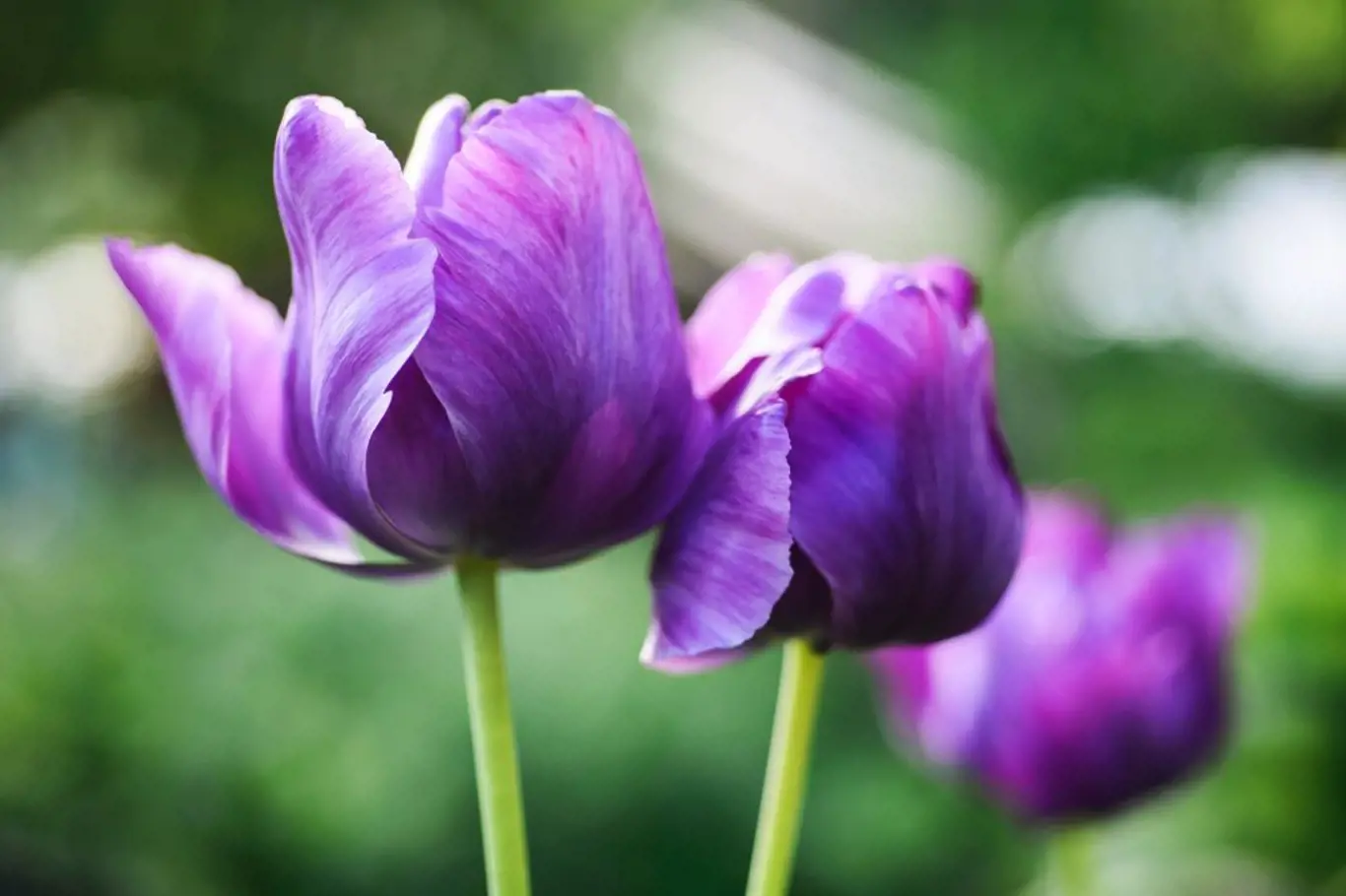 Papouščí tulipány zdobí nevšední tvary i barvy květů