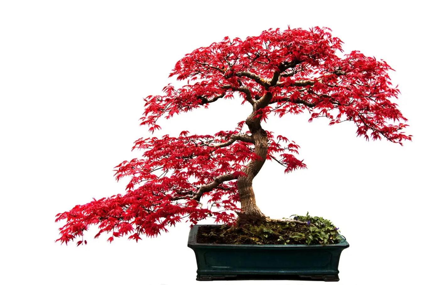 Atraktivně vypadá bonsaj z javor s červenými listy.