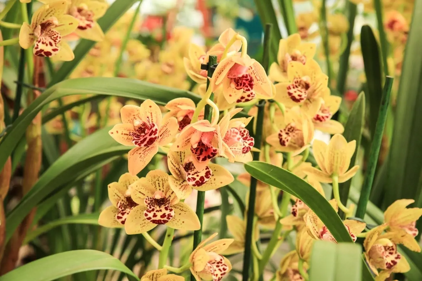 cymbidium orchidej