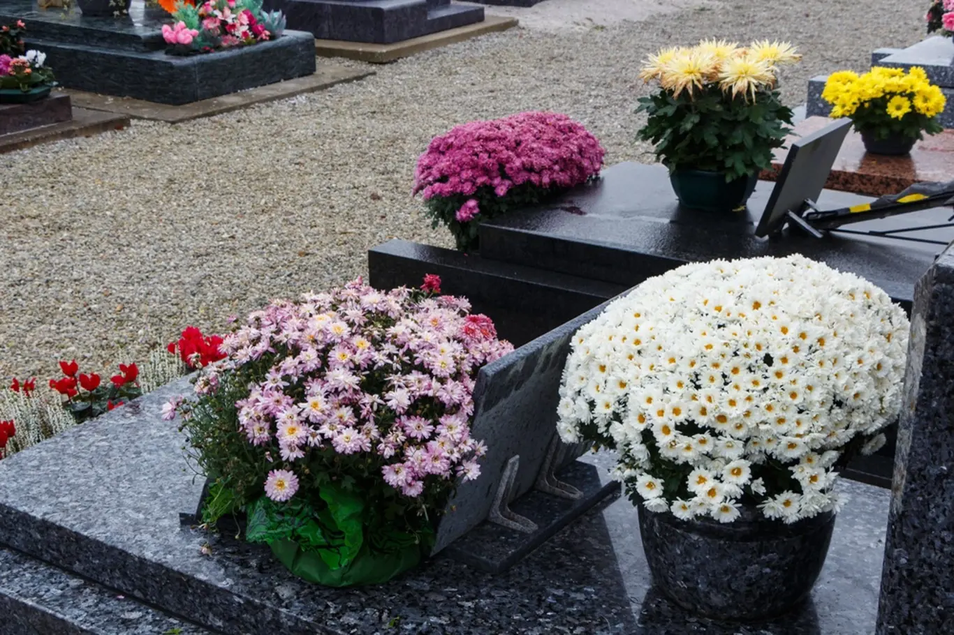 hrob chryzantémy