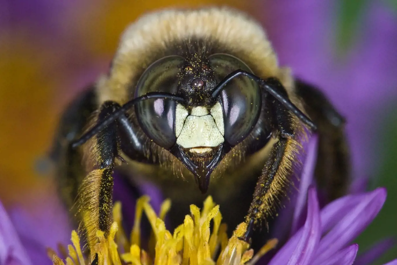 Xylocopa, černá včela, drvodělka