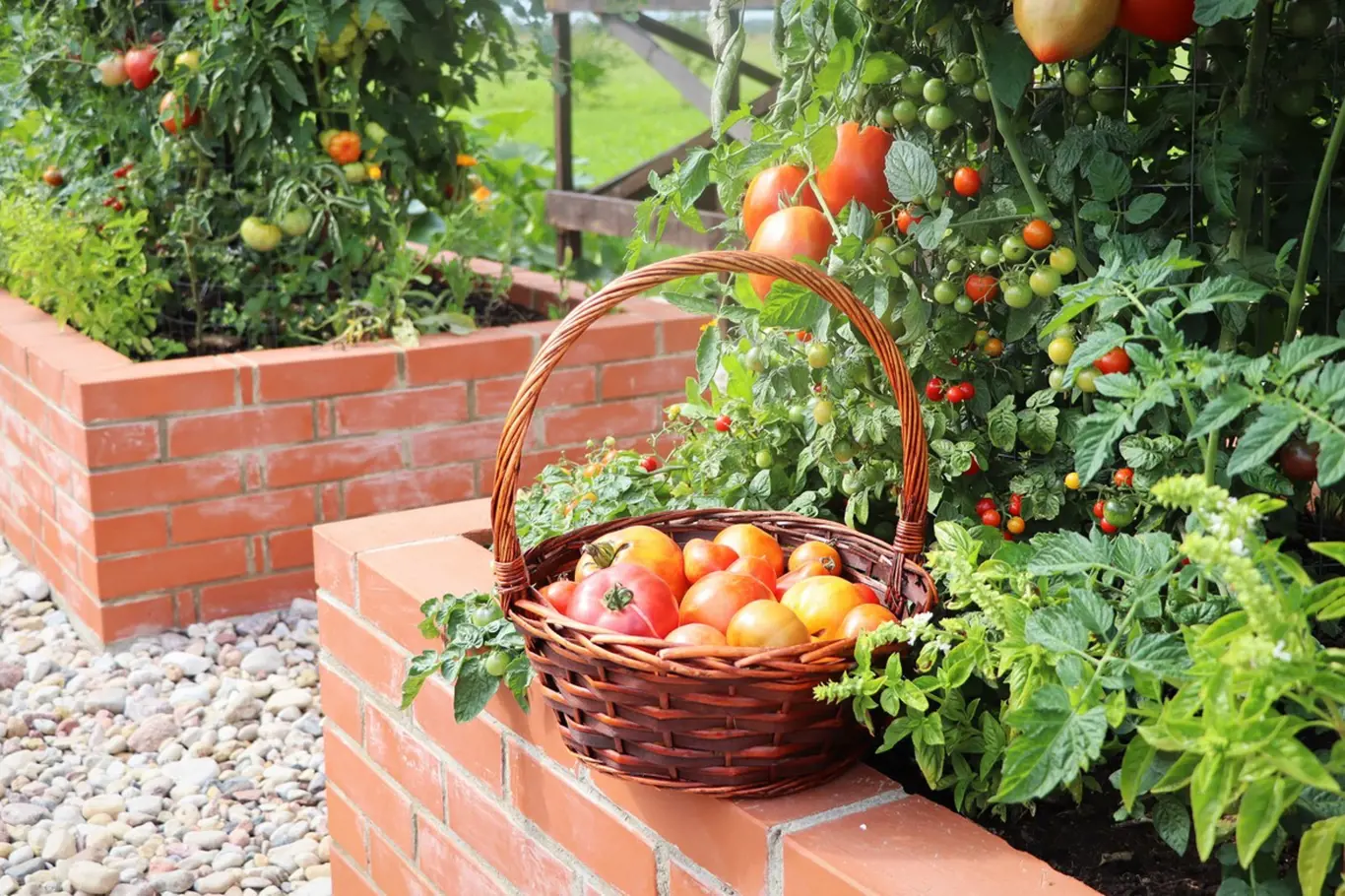 Mnoho sezónních zahrádkářů stále pěstuje sazenice rajčat nesprávně: Pamatujte na tyto hlavní chyby
