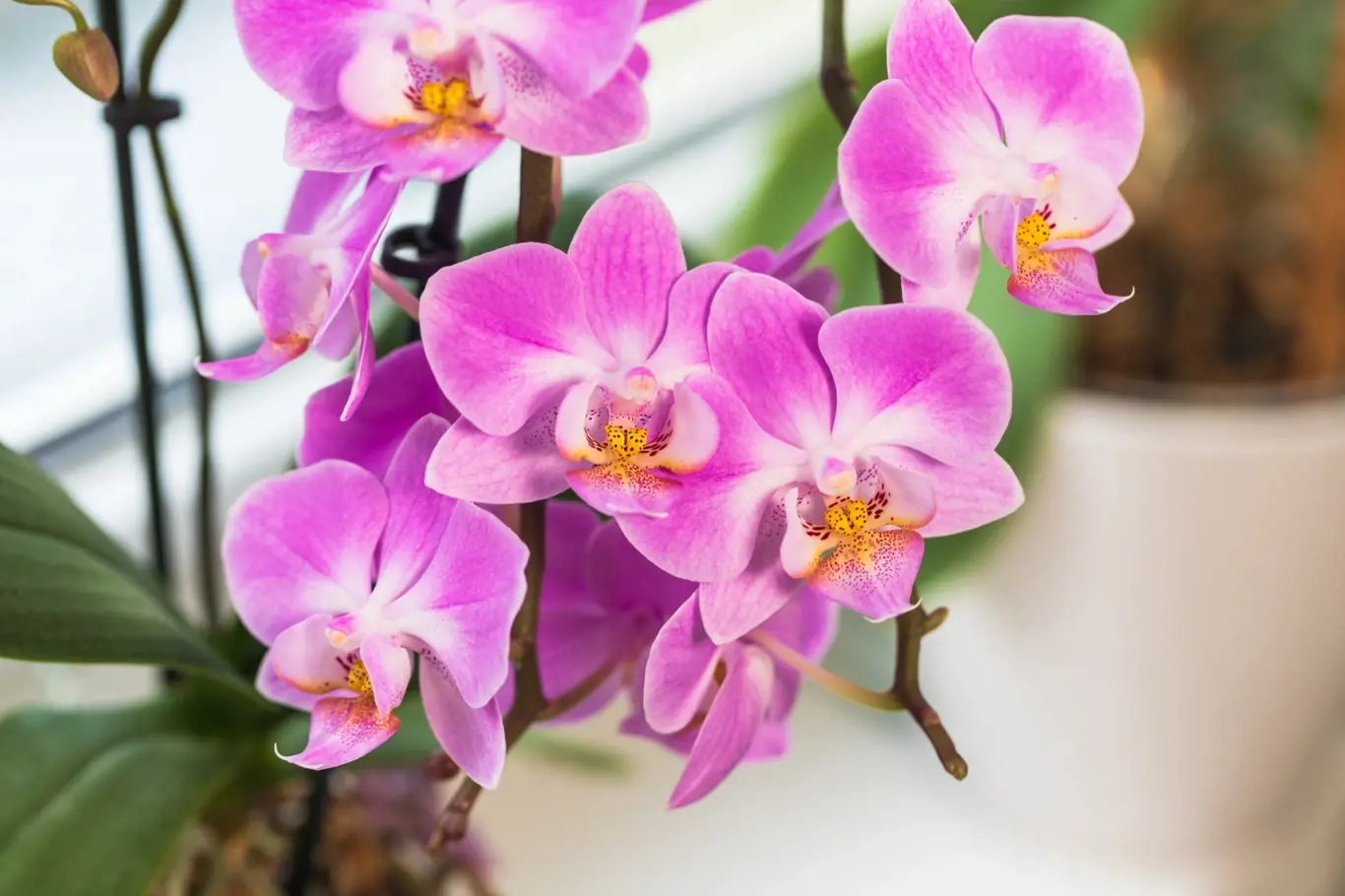 Orchidej v květu