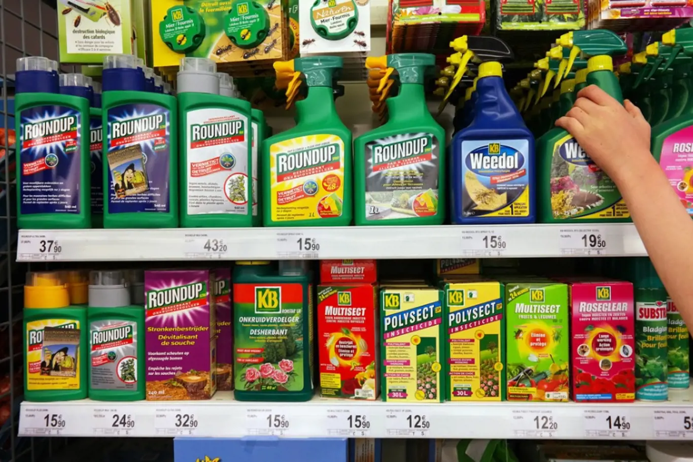 Monsanto vyrábí známý prostředek na hubení plevele Roundup.