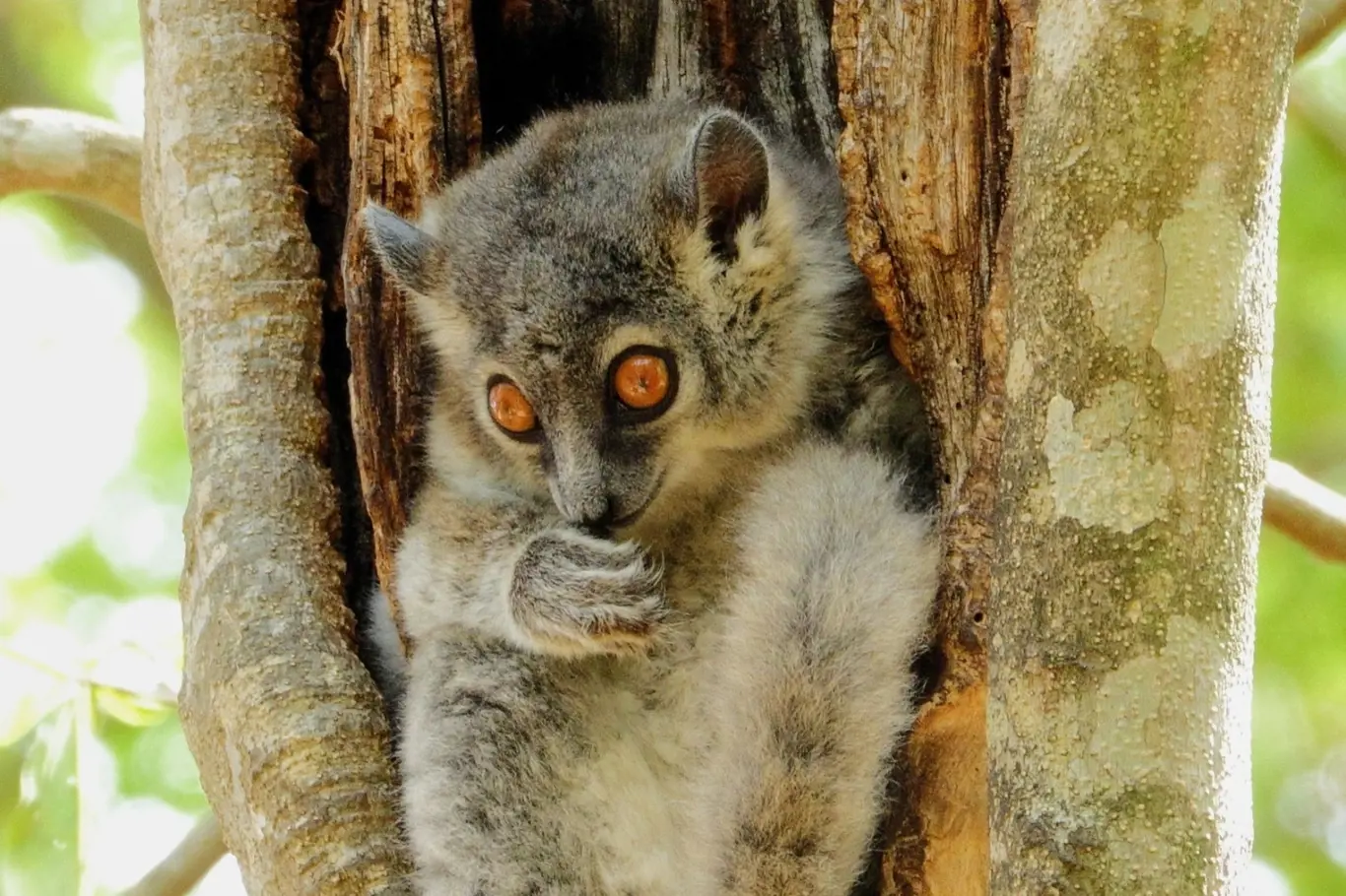 Madagaskar je plný endemických druhů zvířat