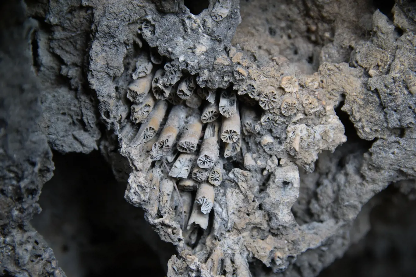 Detail fosilizovaného korálového útesu na Tchaj-wanu