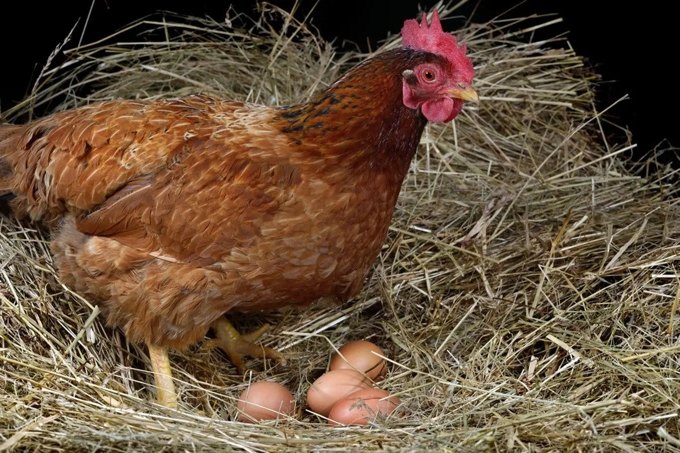 Čistokrevná slepice snese za rok v průměru 180 vajec.