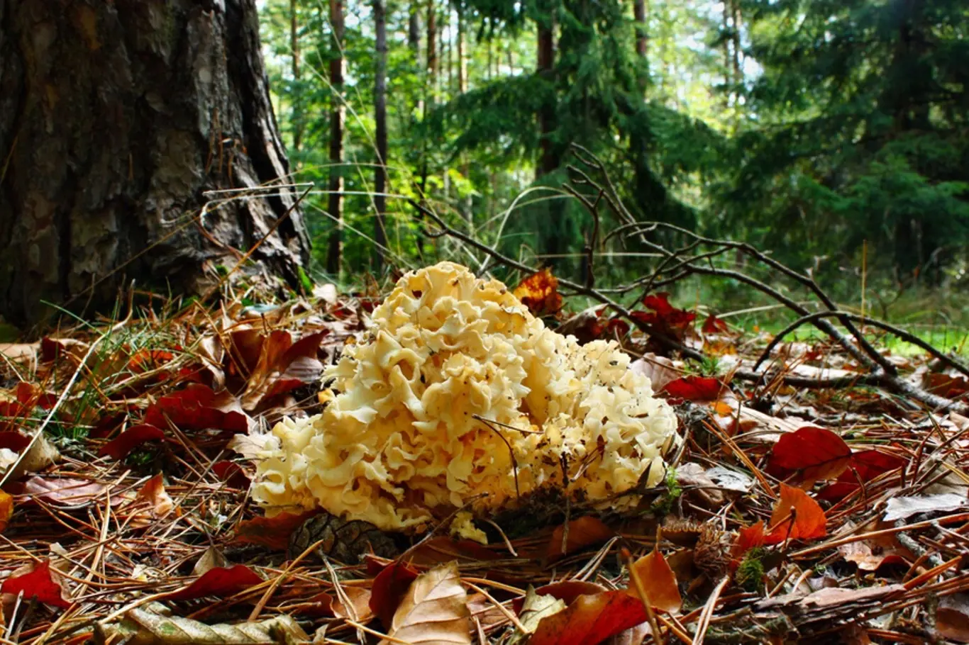Kotrč kadeřavý (Sparassis crispa) je houba, která parazituje převážně na kořenech borovic.
