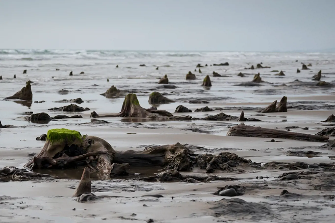 Celkový pohled na zkamenělé prastaré stromy 24. května 2019 v Borthu ve Walesu. Na pláži mezi městy Ynys-las a Borth ve středním Walesu byl odhalen pravěký les, který byl před více než 4 500 lety pohřben pod vodou a pískem.