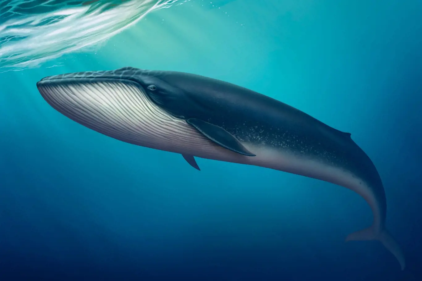 Velryby měly své dravé prehistorické předky