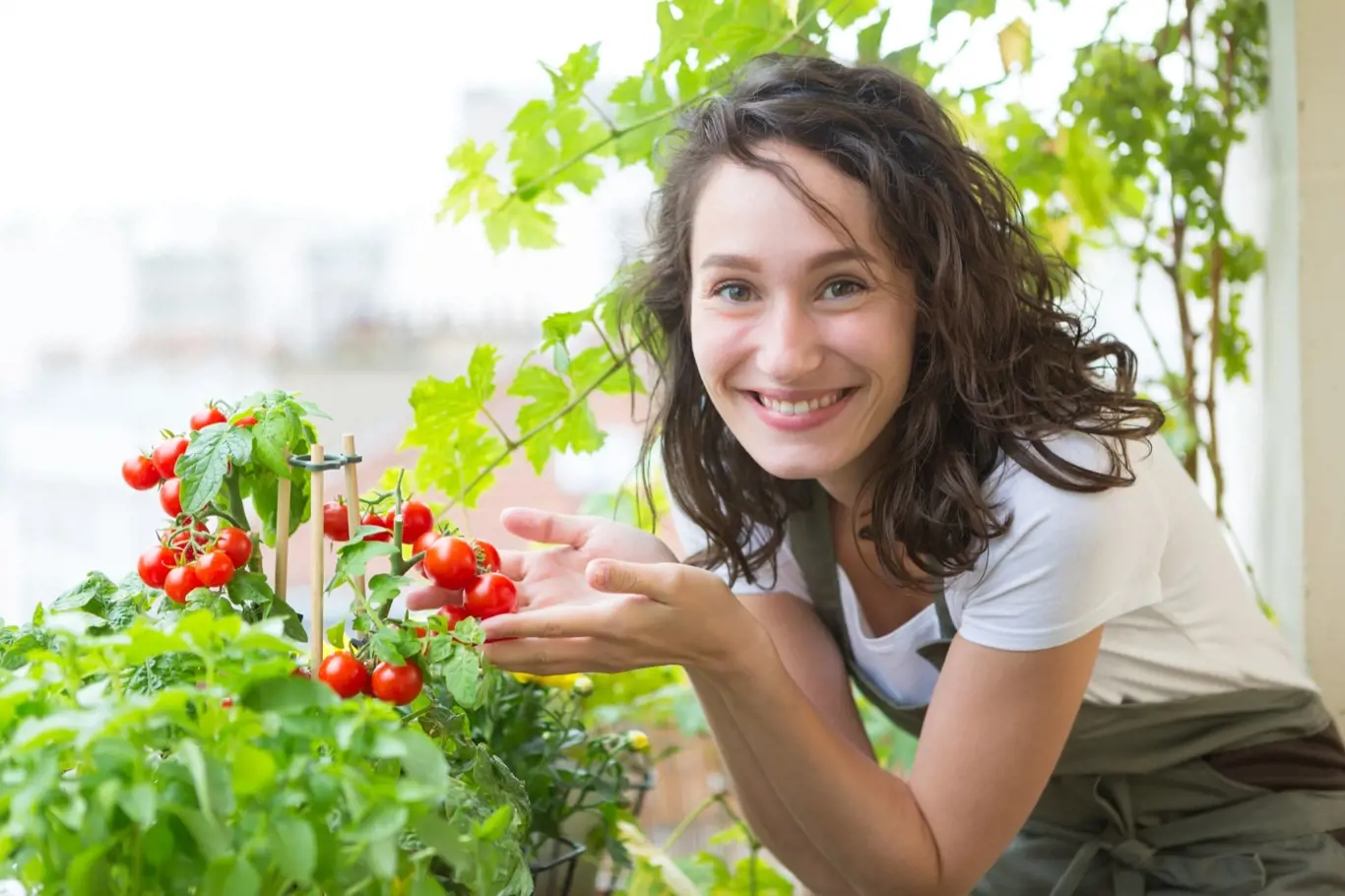 Kombinujte byliny s rajčaty a zjistěte si jak se rostliny vzájemně ovlivňují.
