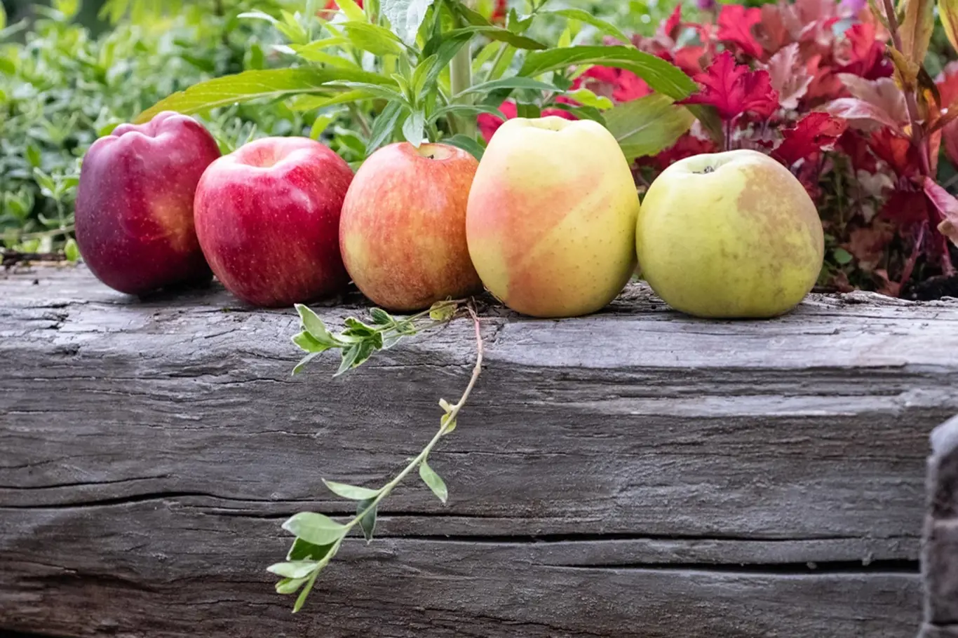 odrůdy jablka