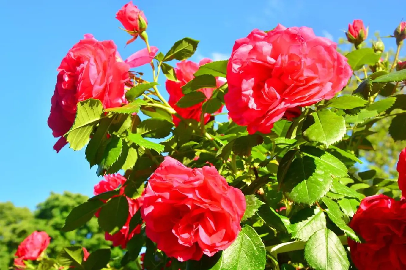 Růžová zahrada – teď je ideální doba na její výsadbu