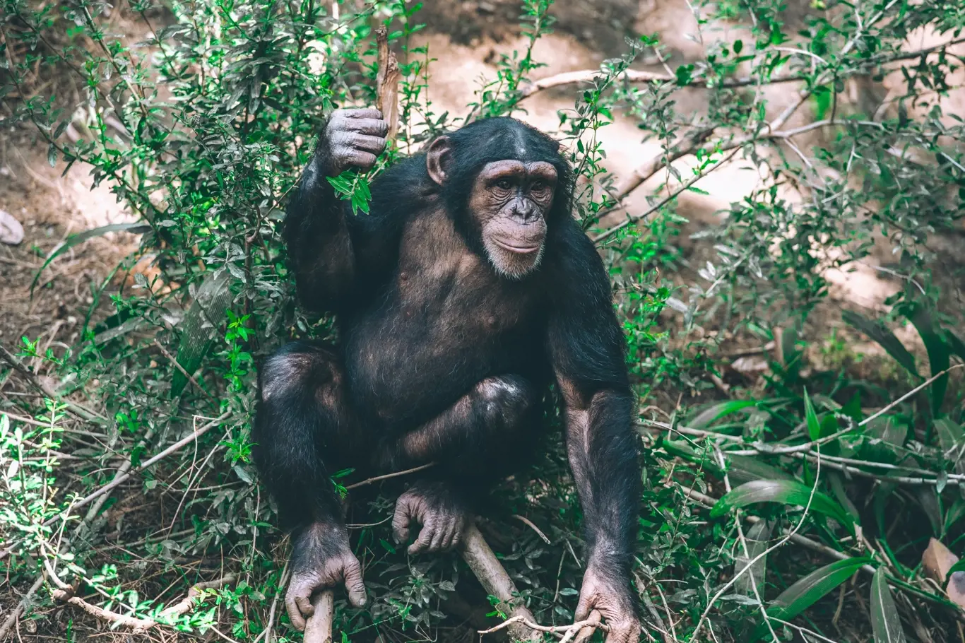 Někteří šimpanzi v Kongu vykazují neskutečnou podobnost s lidmi. Nejen, pokud jde o emoce, ale i nástroje.