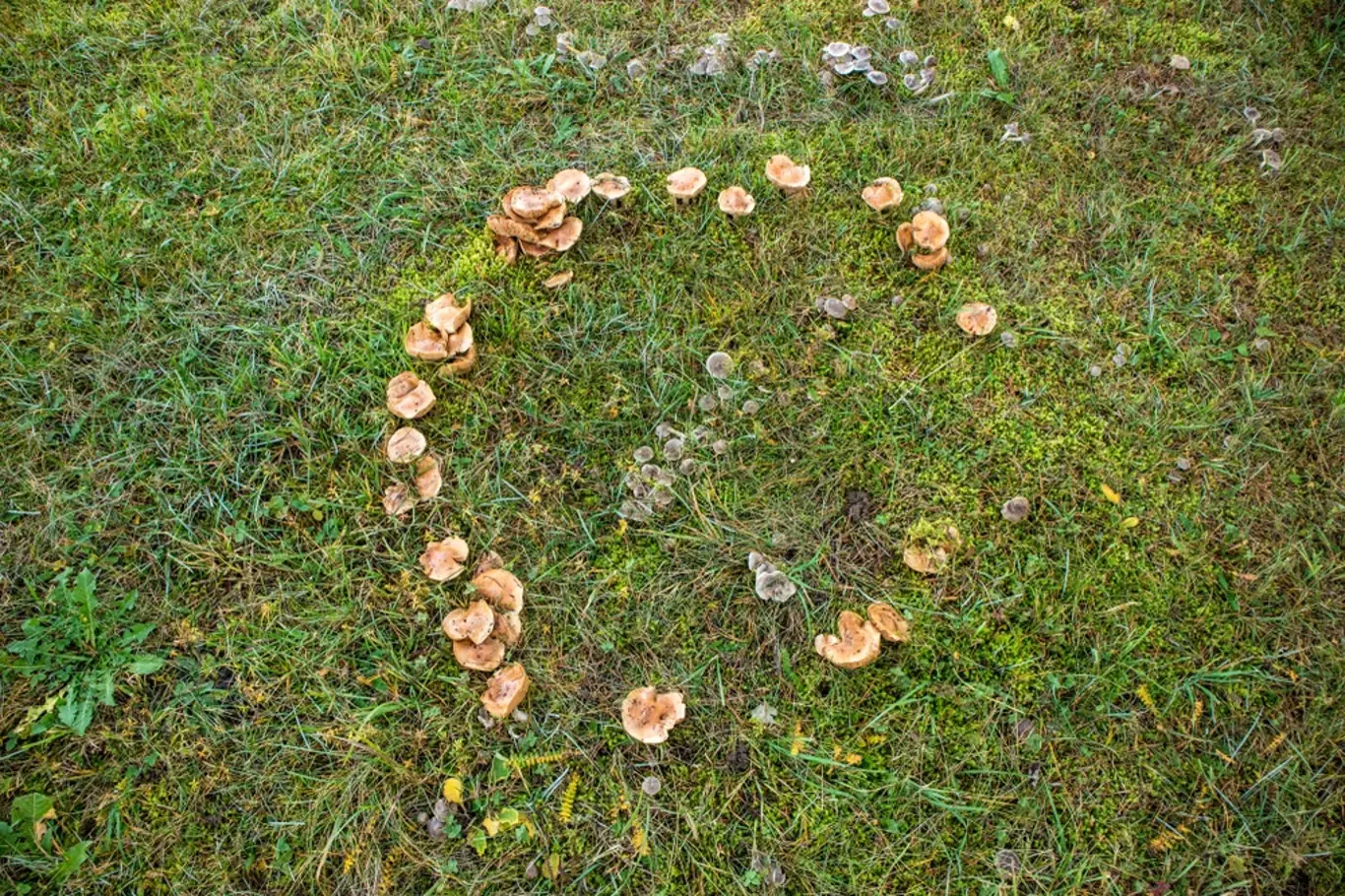 Velikost kruhu, ve kterém houby rostou, se postupně zvětšuje.