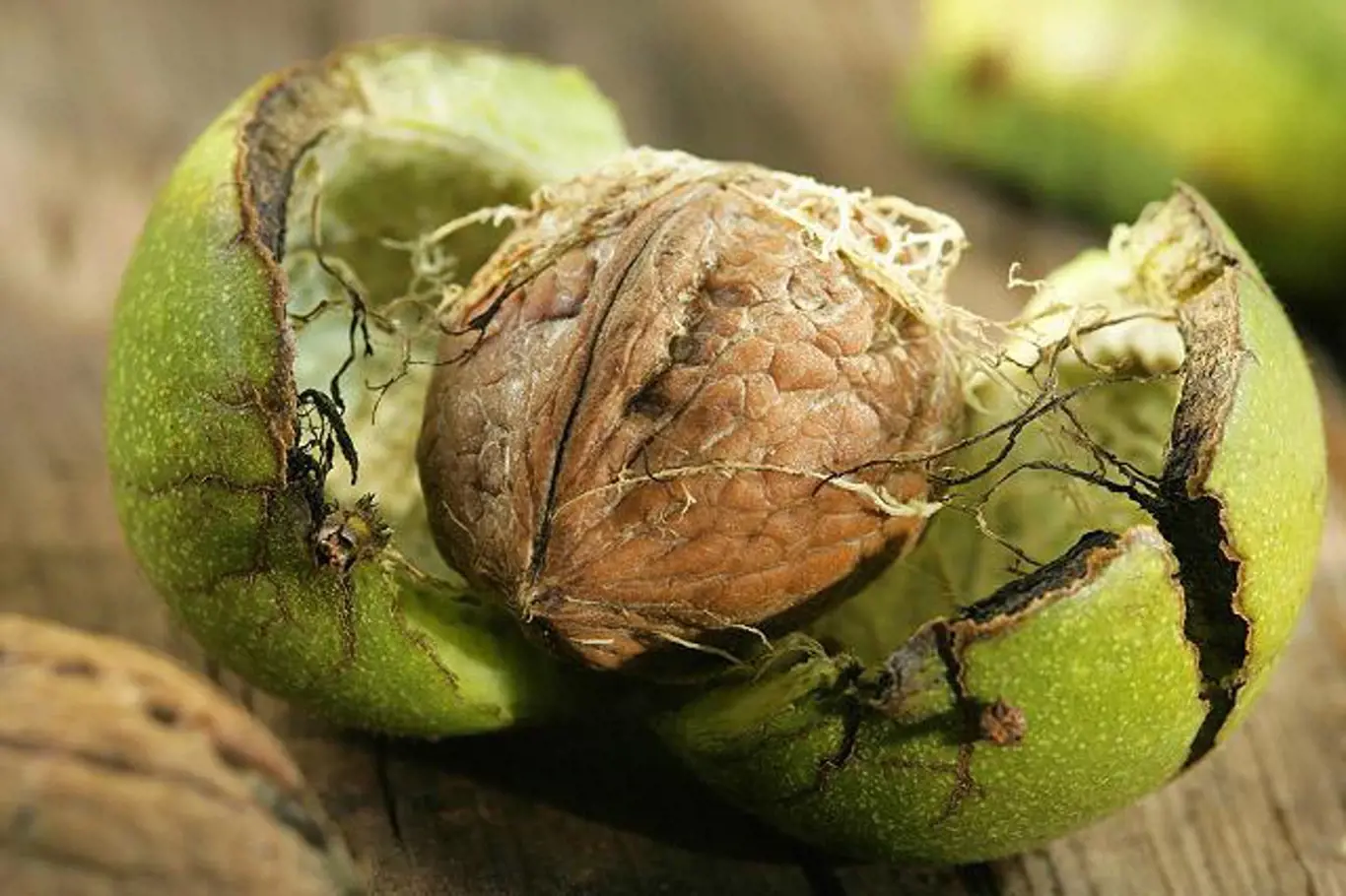 Encyklopedie rostlin: Vlašský ořech