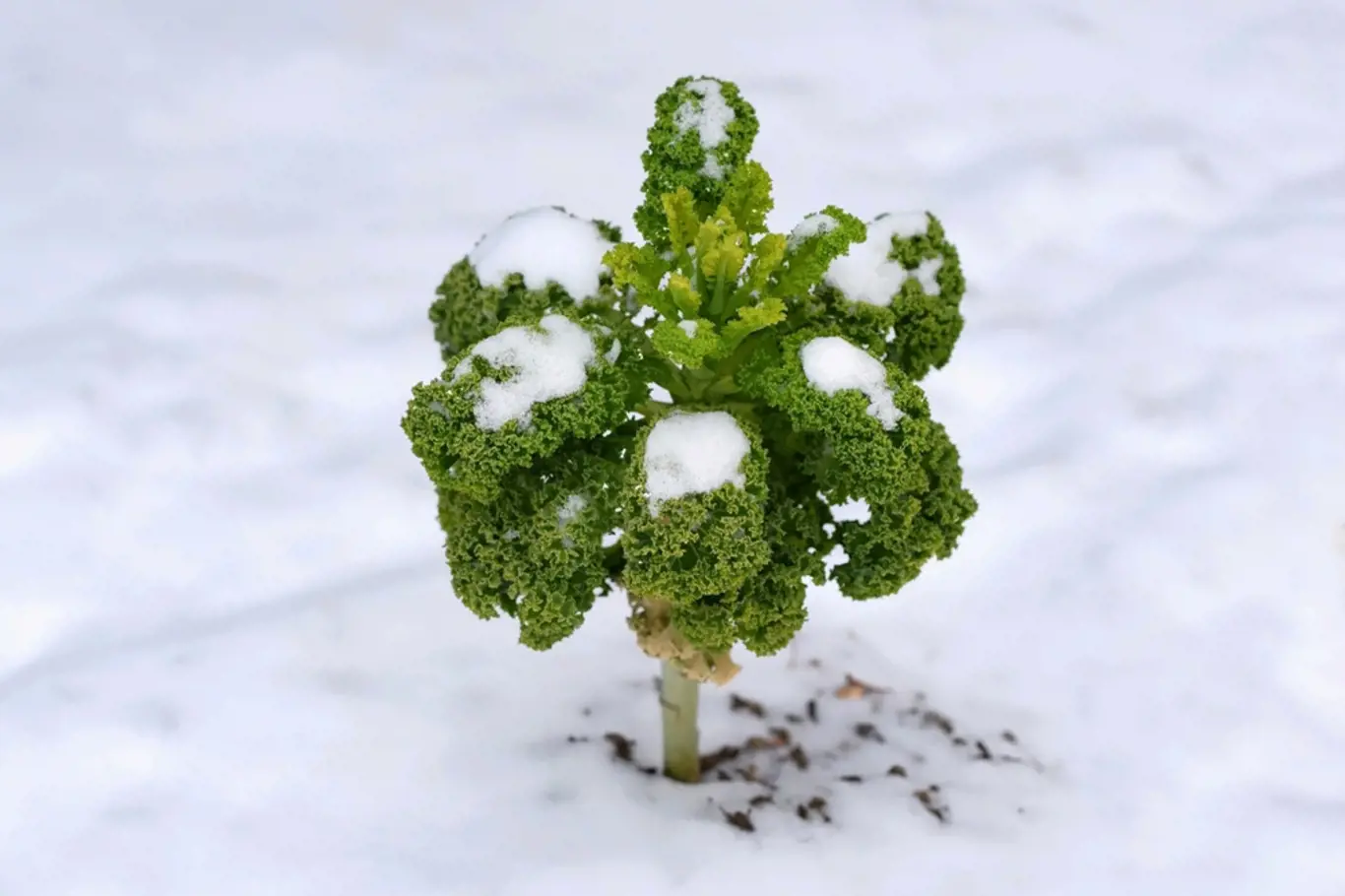 Kadeřavá kapusta může přezimovat v zimě na zahradě.