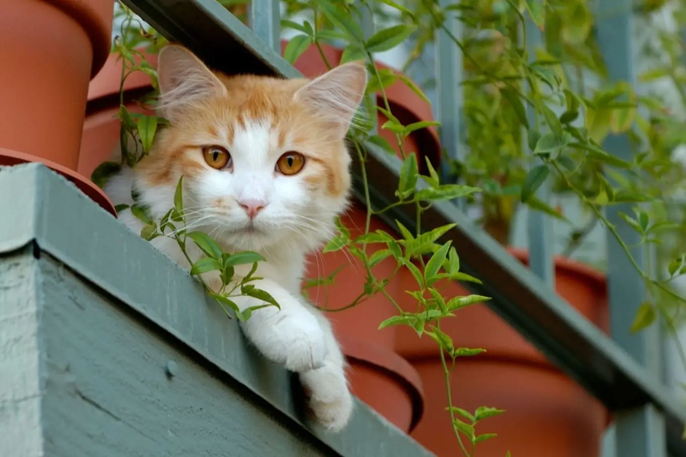 kočka na balkoně