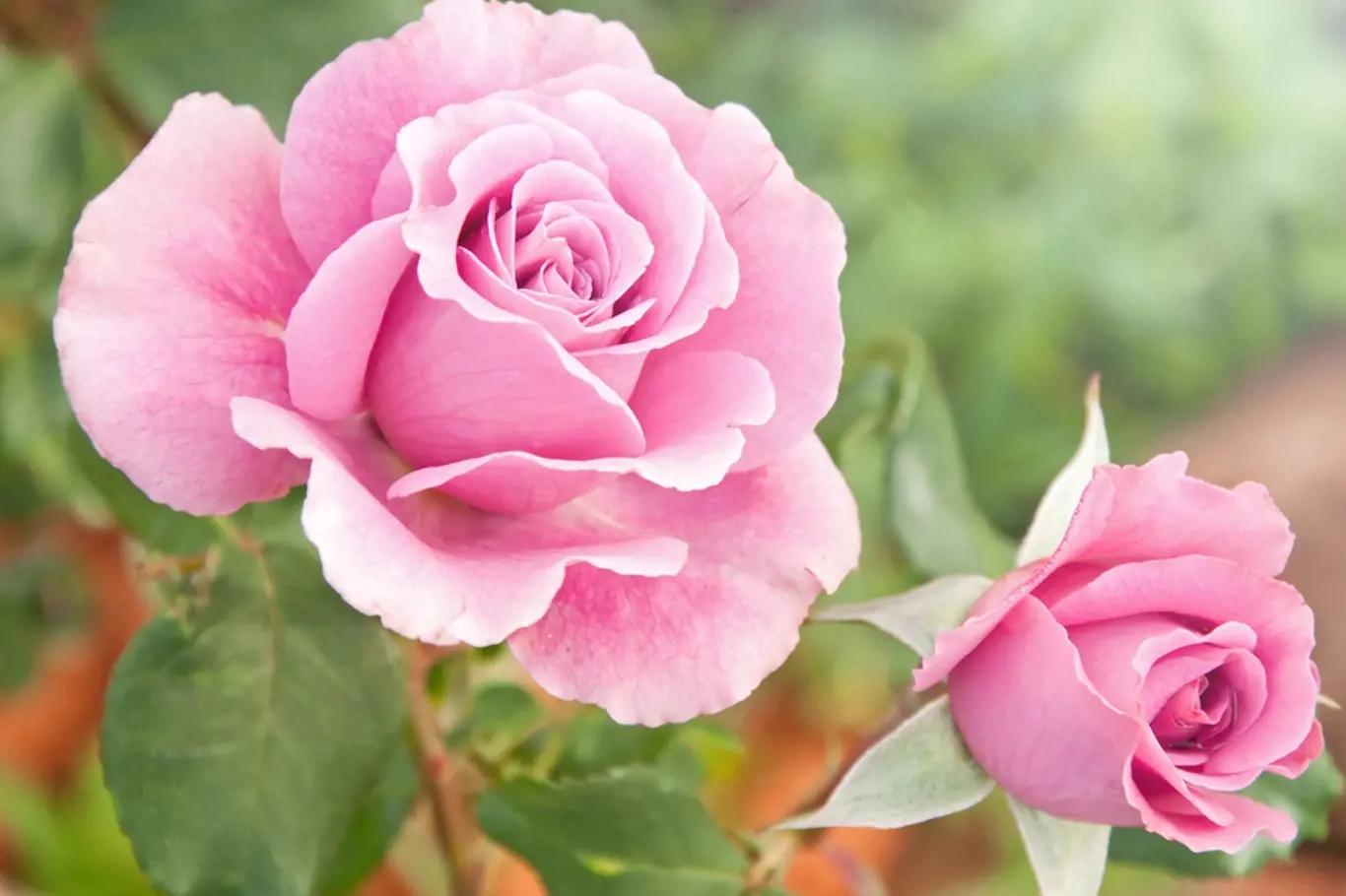 Růžově kvetoucí růže.