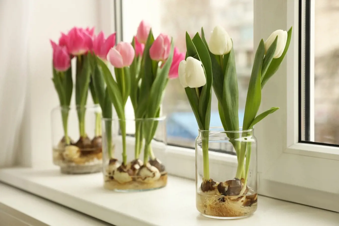 Pěstování tulipánů na parapetu je snadné.